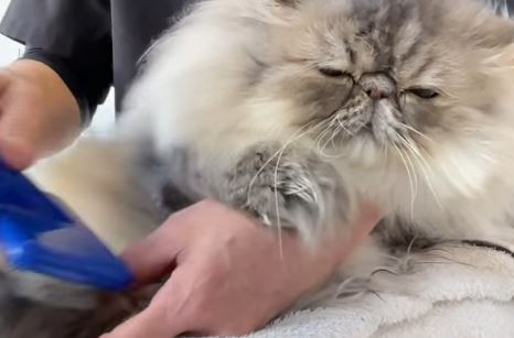Cat’s Whisker Salon with proudy Cat Cattery 2