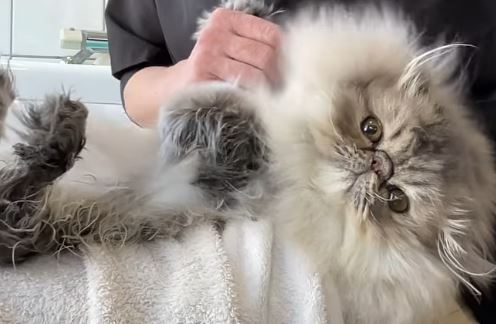 Cat’s Whisker Salon with proudy Cat Cattery 3