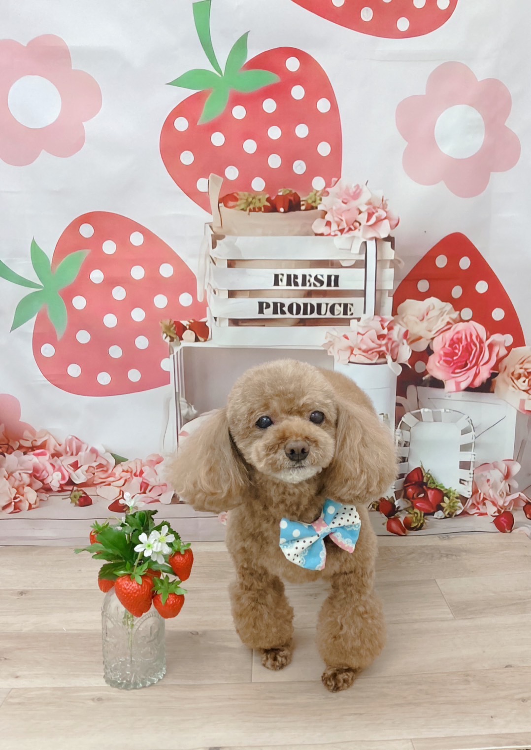 トリミングサロン Dog Salon Sugar【ご新規様のご予約停止中】のトリミングカット-8943の1枚目