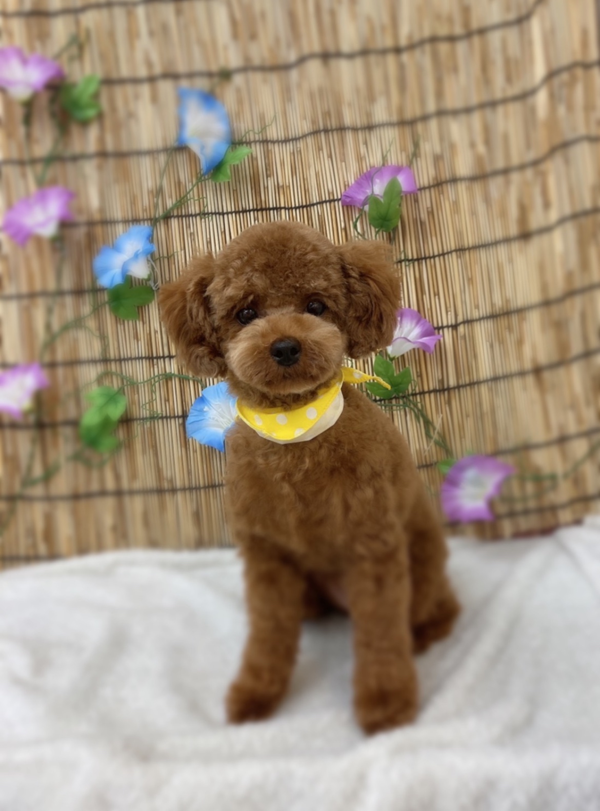 トリミングサロン Dog Salon Sugar【ご新規様のご予約停止中】のトリミングカット-8939の1枚目