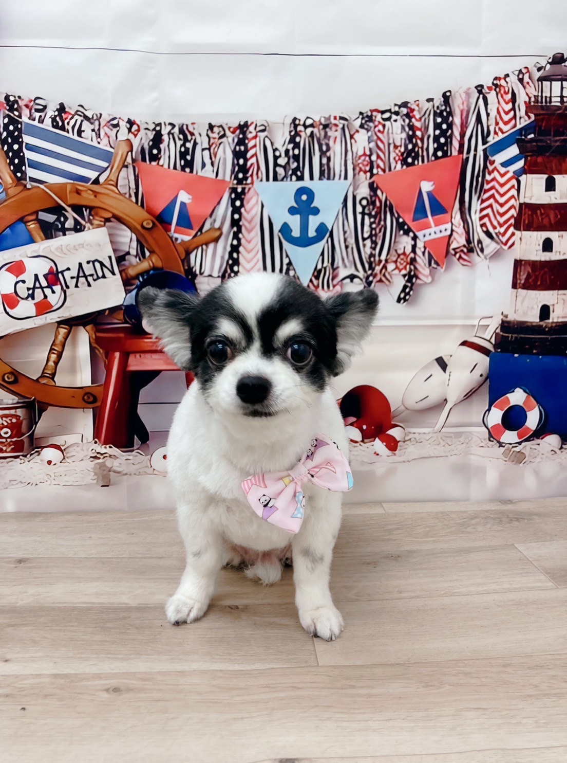トリミングサロン Dog Salon Sugar【ご新規様のご予約停止中】のトリミングカット-8941の1枚目