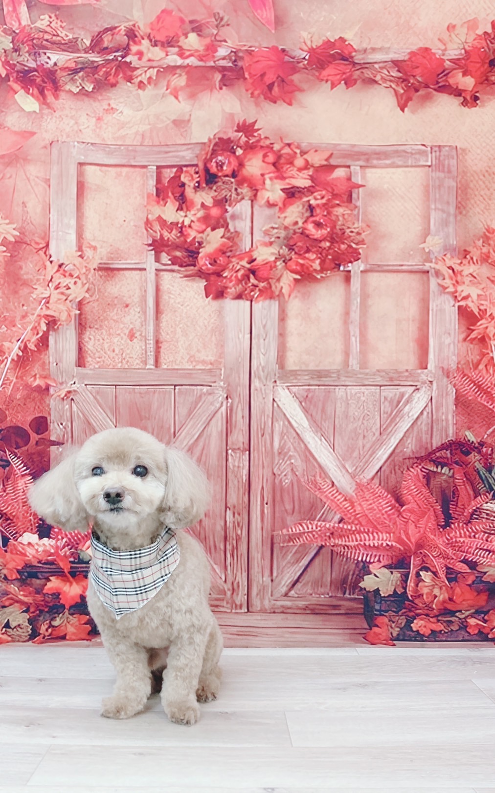トリミングサロン Dog Salon Sugar【ご新規様のご予約停止中】のトリミングカット-8945の1枚目