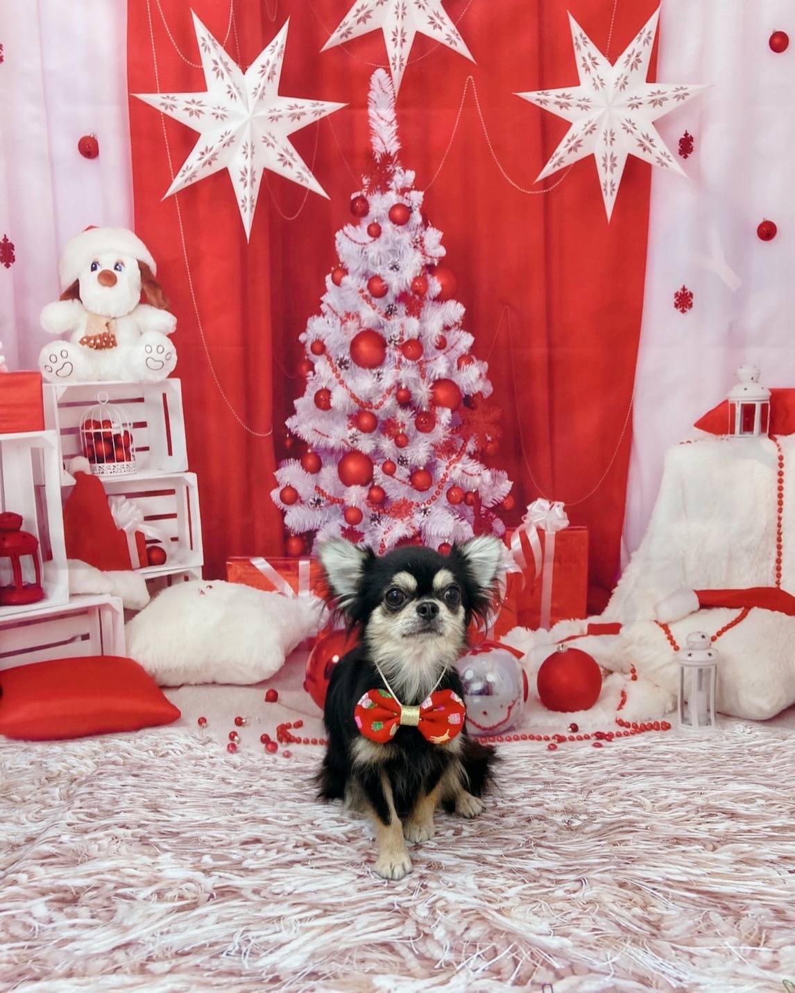 トリミングサロン Dog Salon Sugar【ご新規様のご予約停止中】のトリミングカット-8946の1枚目