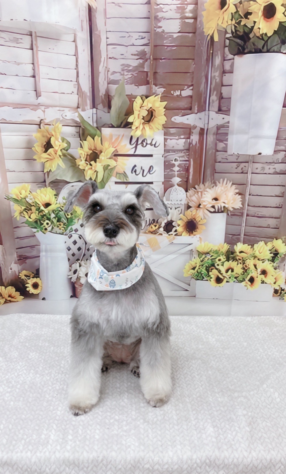 トリミングサロン Dog Salon Sugar【ご新規様のご予約停止中】のトリミングカット-8942の1枚目