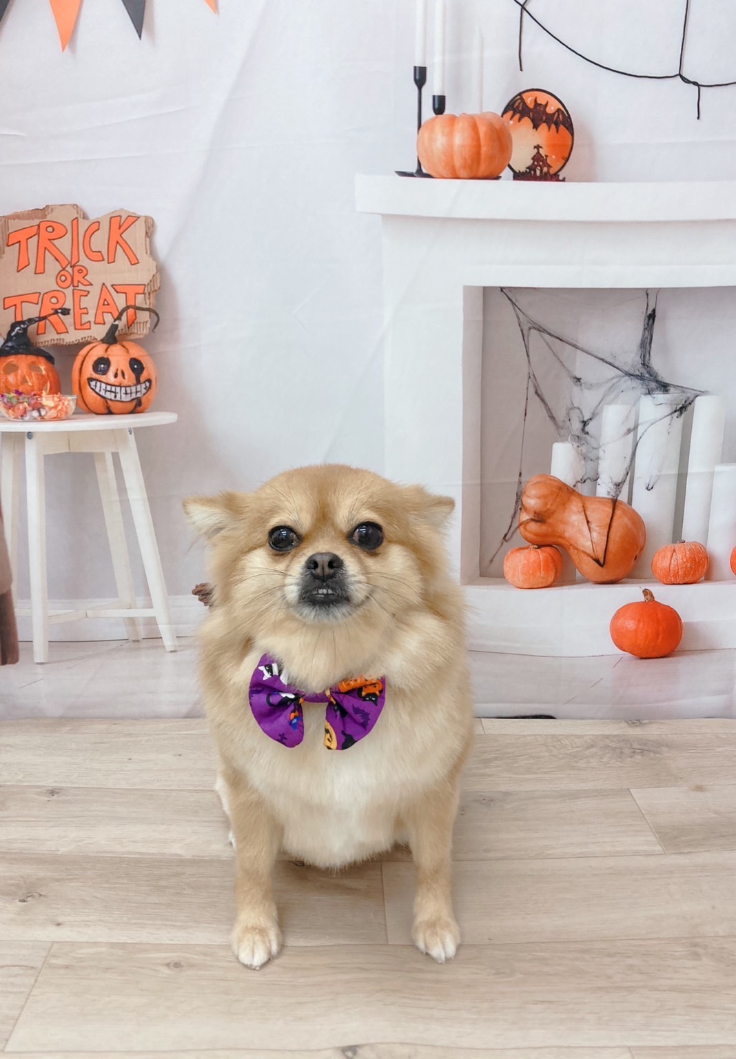 トリミングサロン Dog Salon Sugar【ご新規様のご予約停止中】のトリミングカット-8940の1枚目
