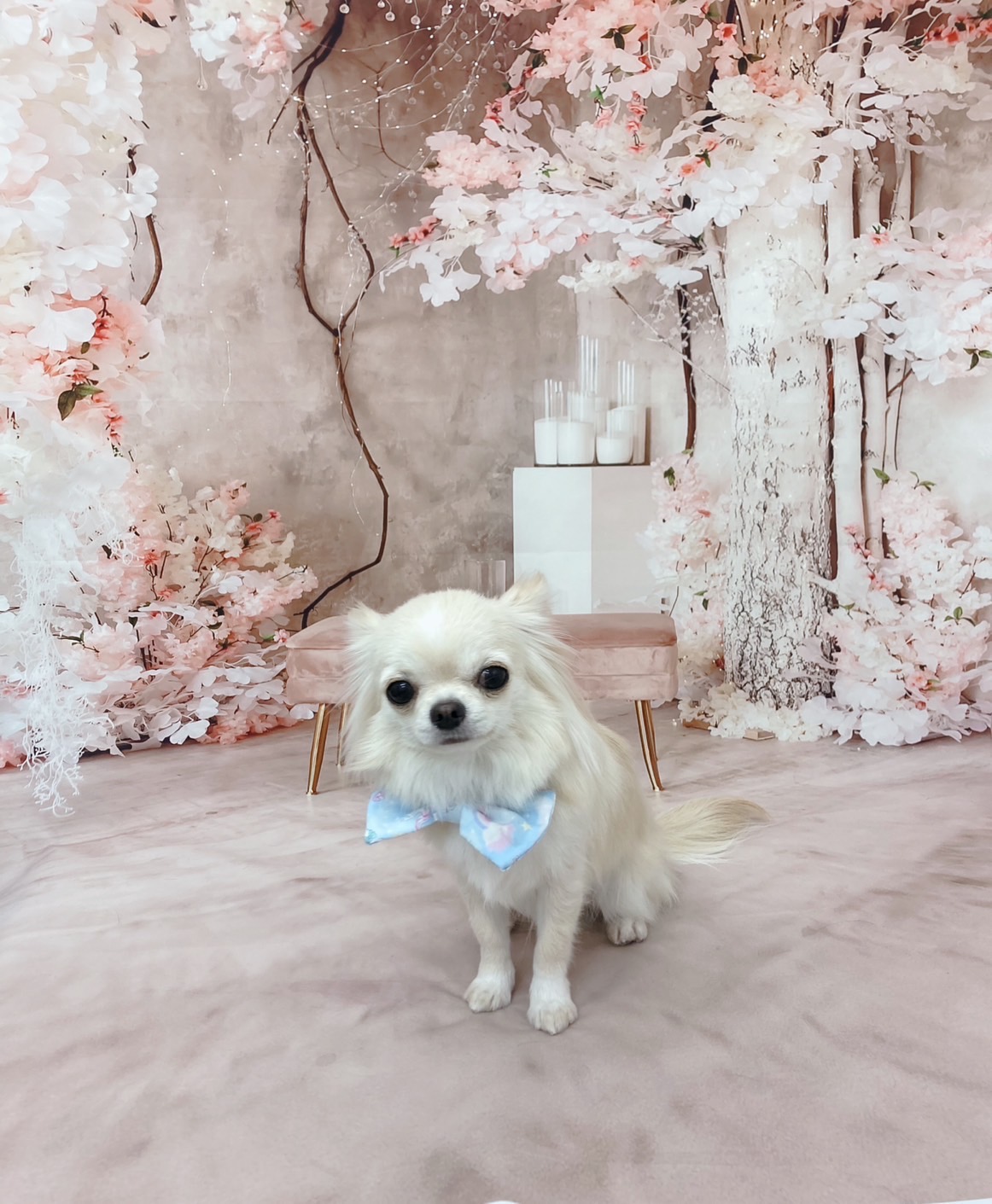 トリミングサロン Dog Salon Sugar【ご新規様のご予約停止中】のトリミングカット-8944の1枚目