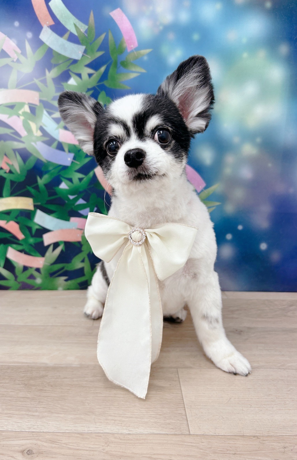 トリミングサロン Dog Salon Sugar【ご新規様のご予約停止中】の口コミ-463の4枚目