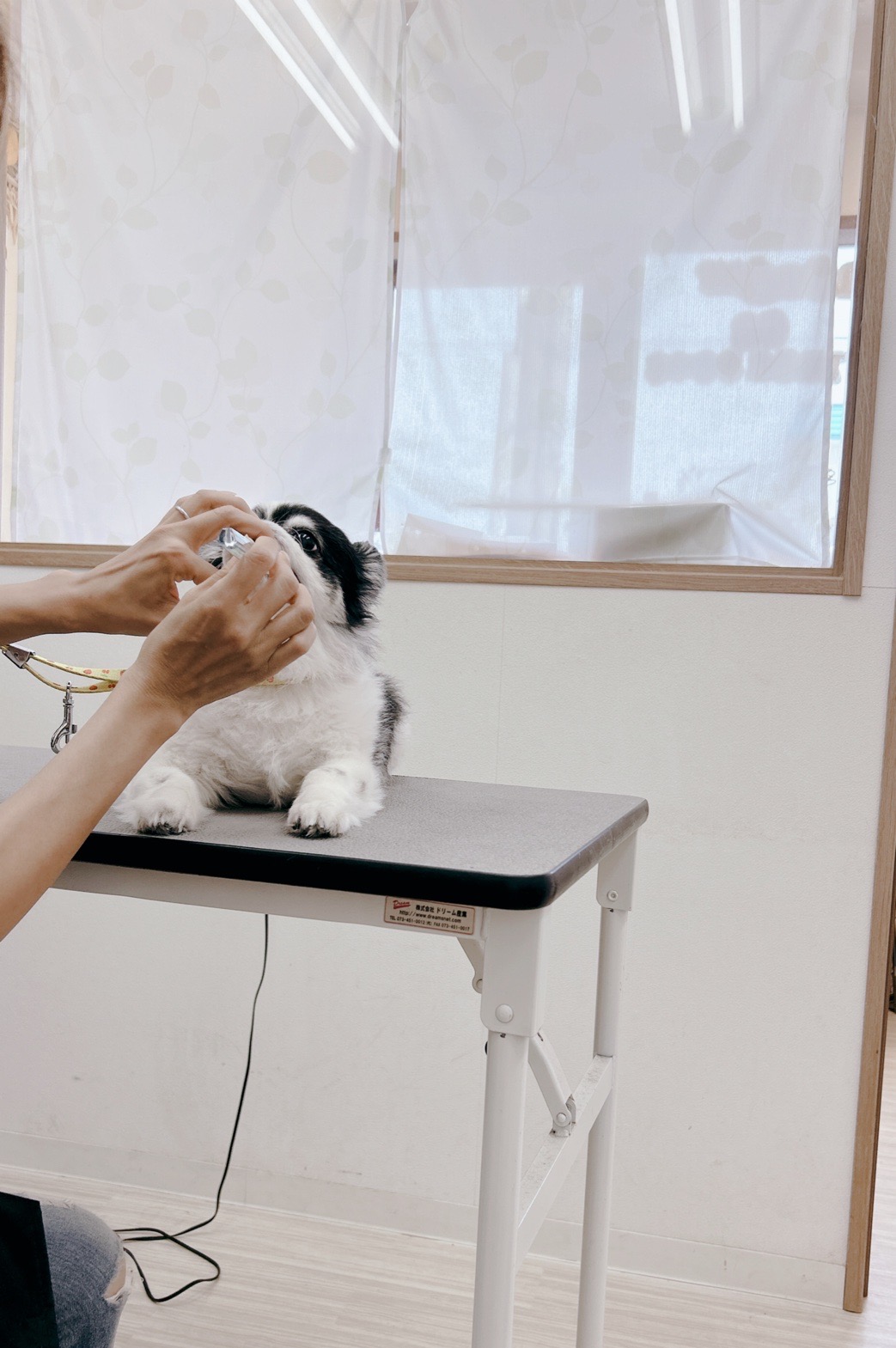 トリミングサロン Dog Salon Sugar【ご新規様のご予約停止中】の口コミ-463の3枚目