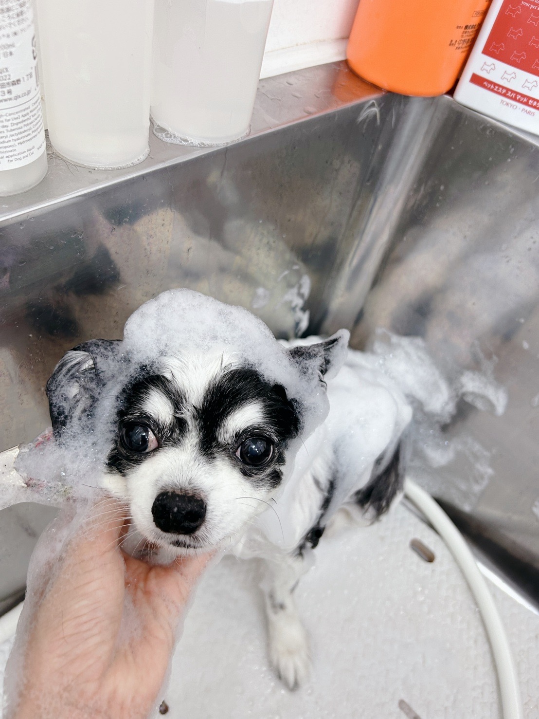 トリミングサロン Dog Salon Sugar【ご新規様のご予約停止中】の口コミ-463の2枚目