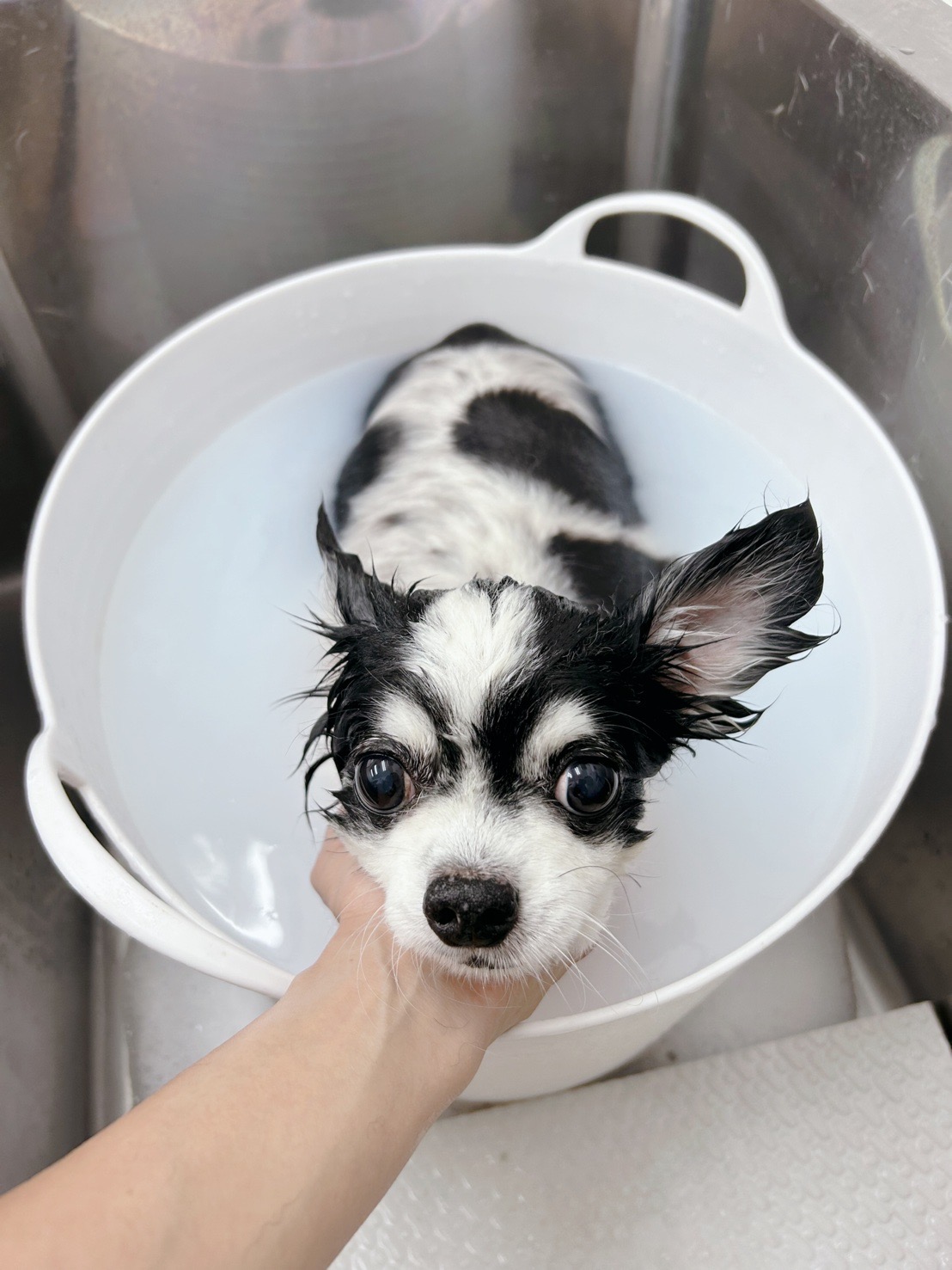 トリミングサロン Dog Salon Sugar【ご新規様のご予約停止中】の口コミ-463の1枚目