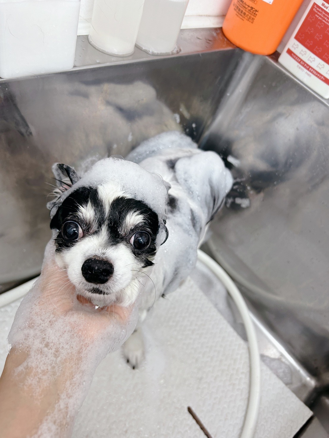 トリミングサロン Dog Salon Sugar【ご新規様のご予約停止中】の口コミ-506の1枚目