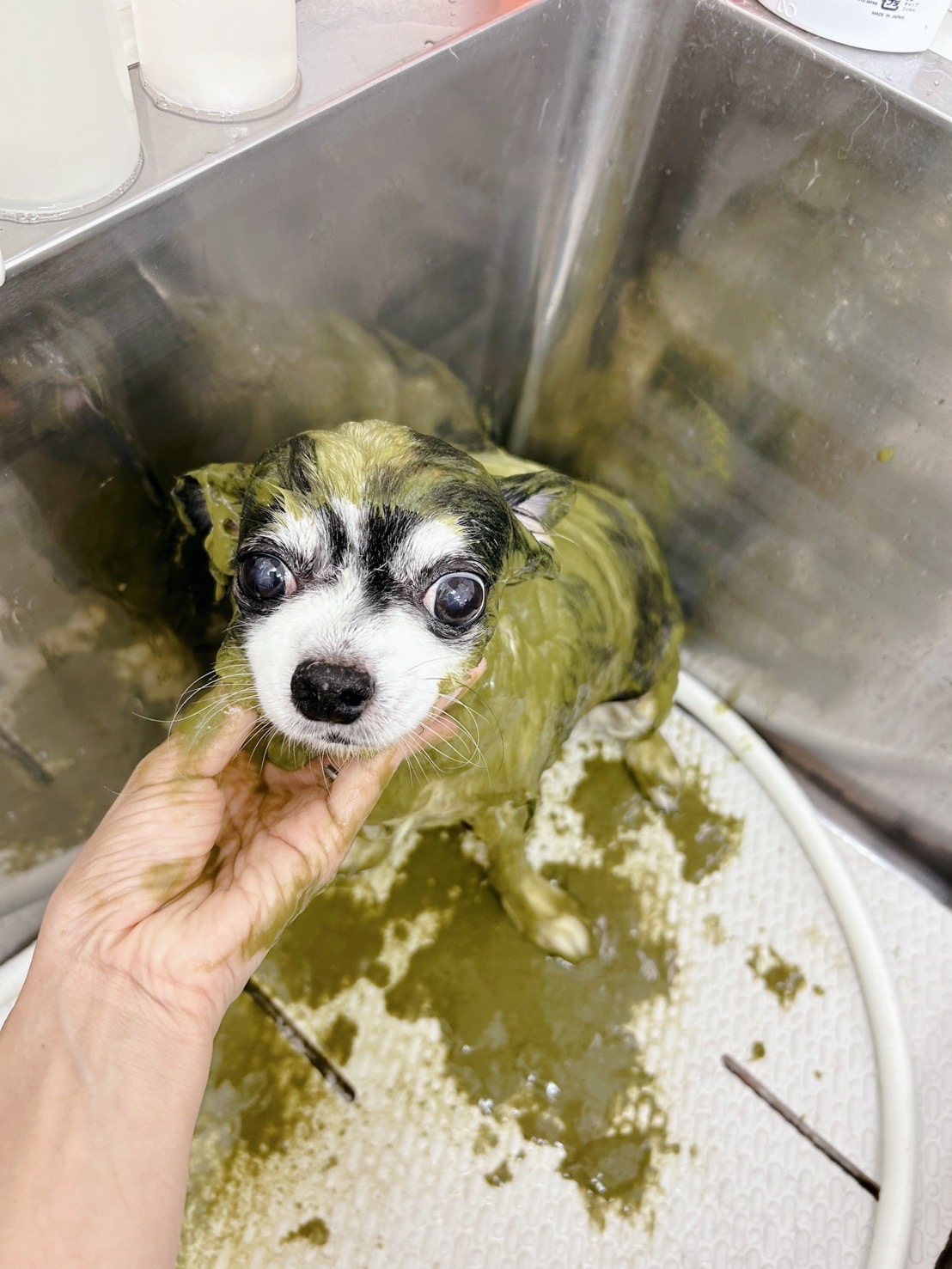 トリミングサロン Dog Salon Sugar【ご新規様のご予約停止中】の口コミ-506の3枚目