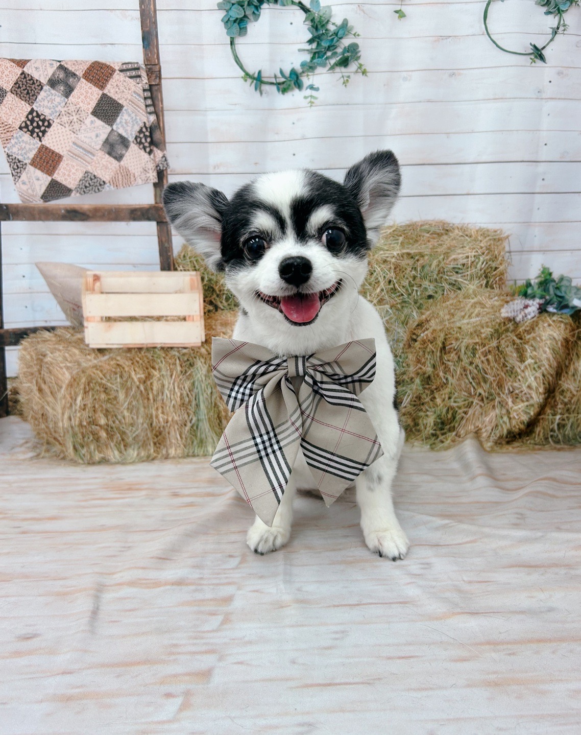 トリミングサロン Dog Salon Sugar【ご新規様のご予約停止中】の口コミ-506の2枚目