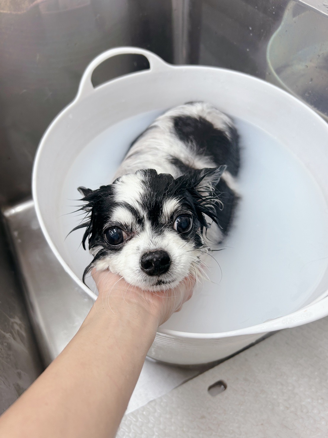 トリミングサロン Dog Salon Sugar【ご新規様のご予約停止中】の口コミ-536の3枚目