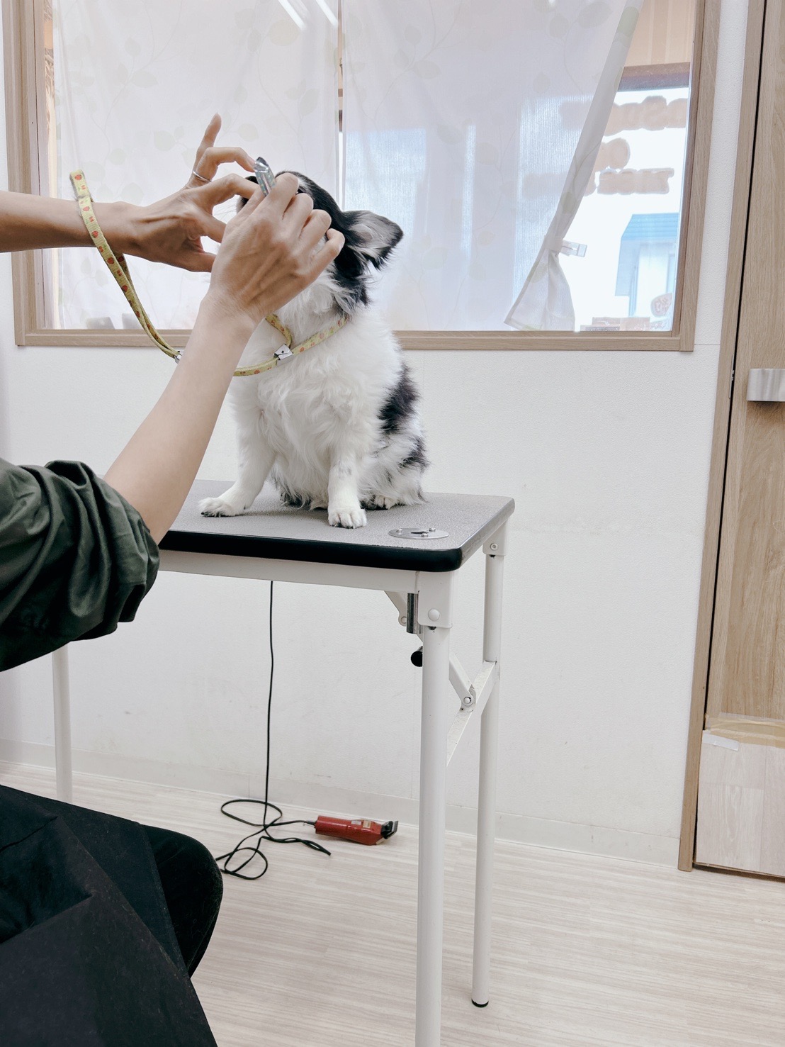 トリミングサロン Dog Salon Sugar【ご新規様のご予約停止中】の口コミ-536の2枚目