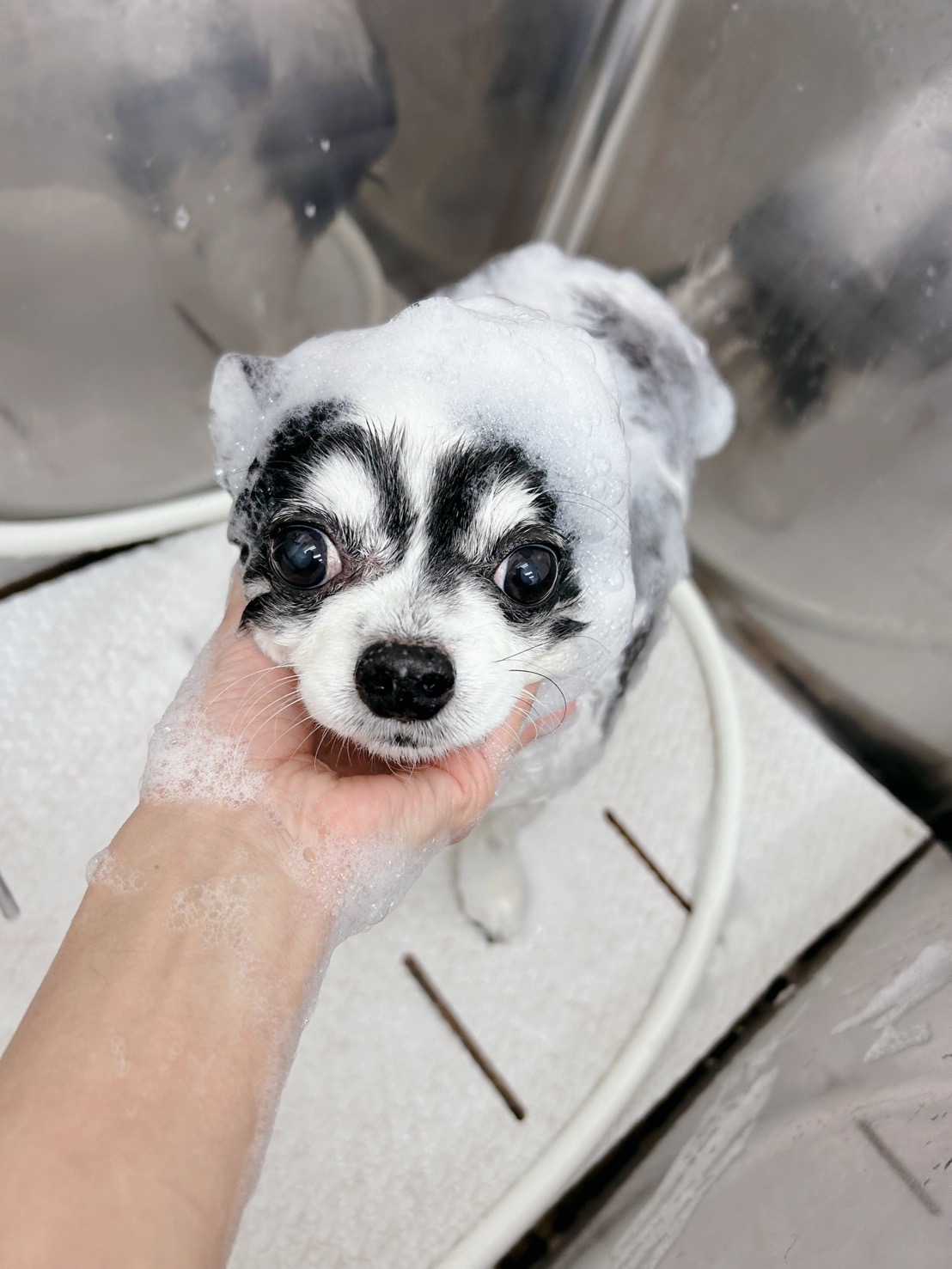 トリミングサロン Dog Salon Sugar【ご新規様のご予約停止中】の口コミ-536の4枚目