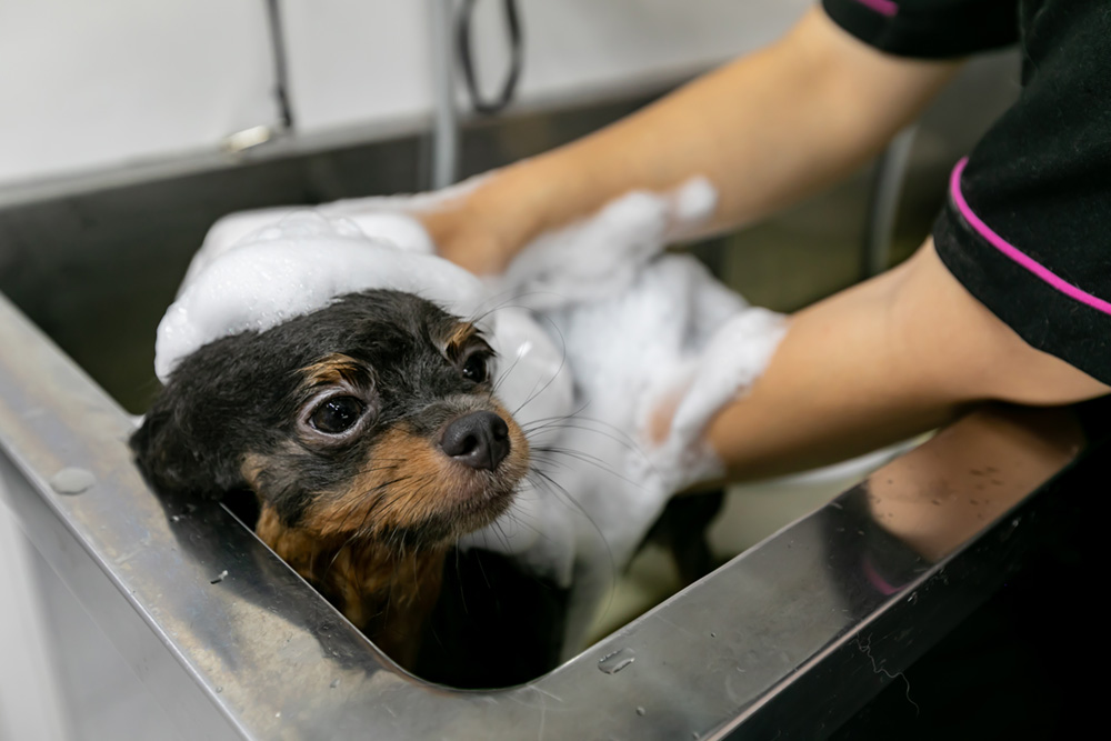 PetSalon&Hotel MaG 3