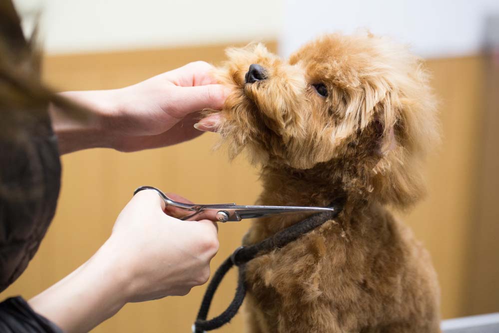 PetSalon&Hotel MaG 2