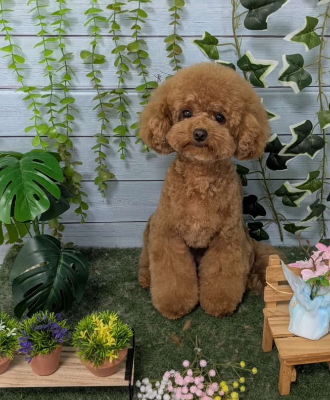 トイプードルのトリミングカット トリミングサロンJOAの1枚目