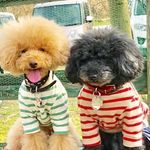 兵庫県神戸市垂水区のトリミングサロン Dog salon Buff（小型犬専門店）のサムネイル2枚目
