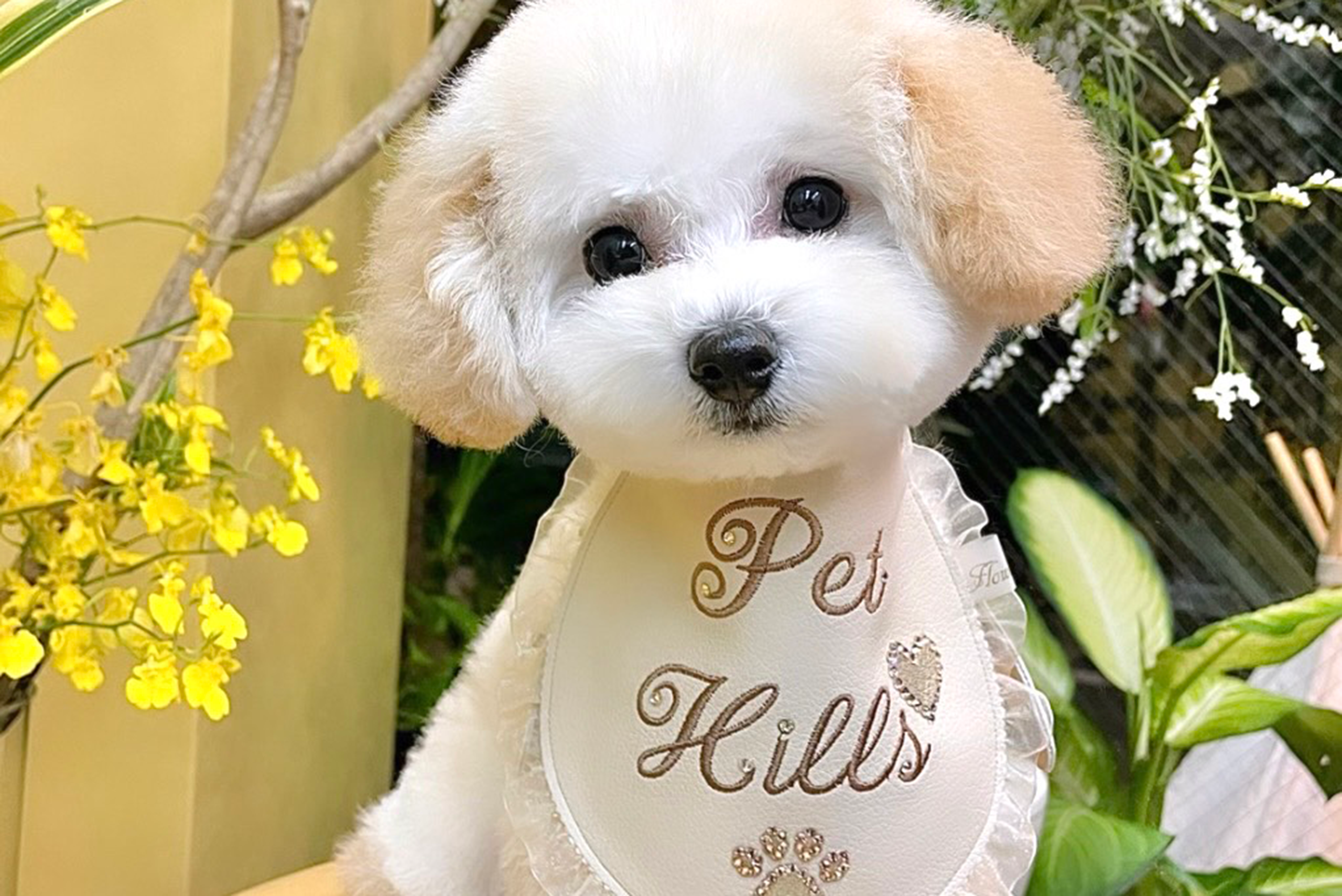 東京都渋谷区のトリミングサロン PET HILLS 渋谷・表参道店の3枚目