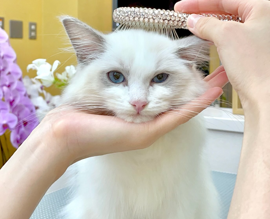東京都渋谷区のトリミングサロン PET HILLS 渋谷・表参道店の4枚目