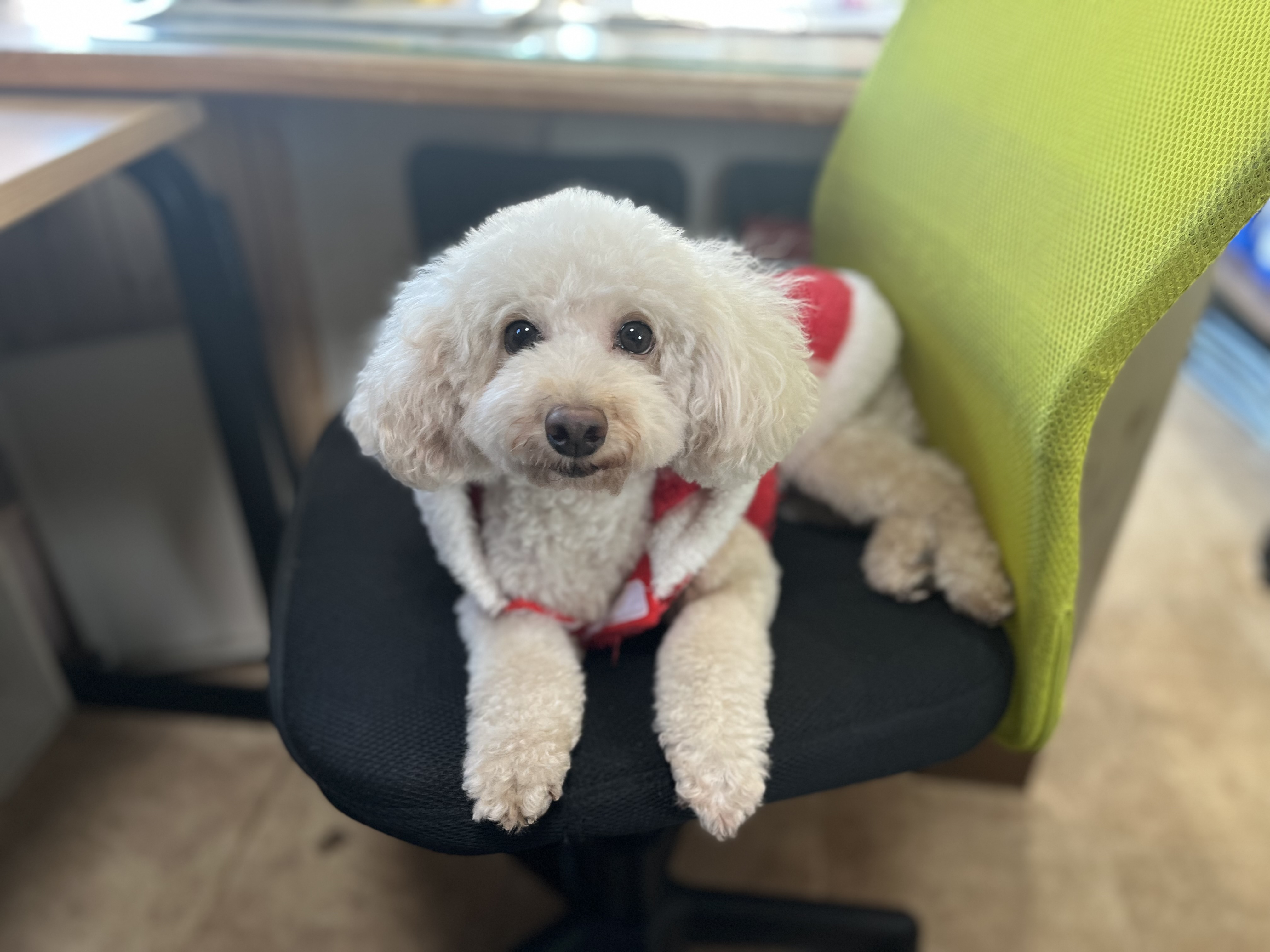 ペットショップいっぷく湖南店 3