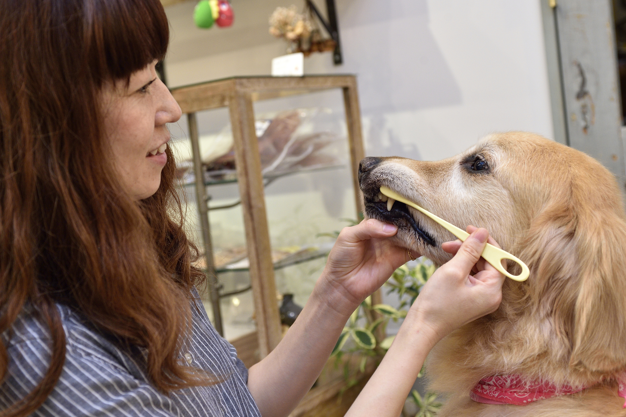 Dog salon Nap（ドッグサロンナップ） 6