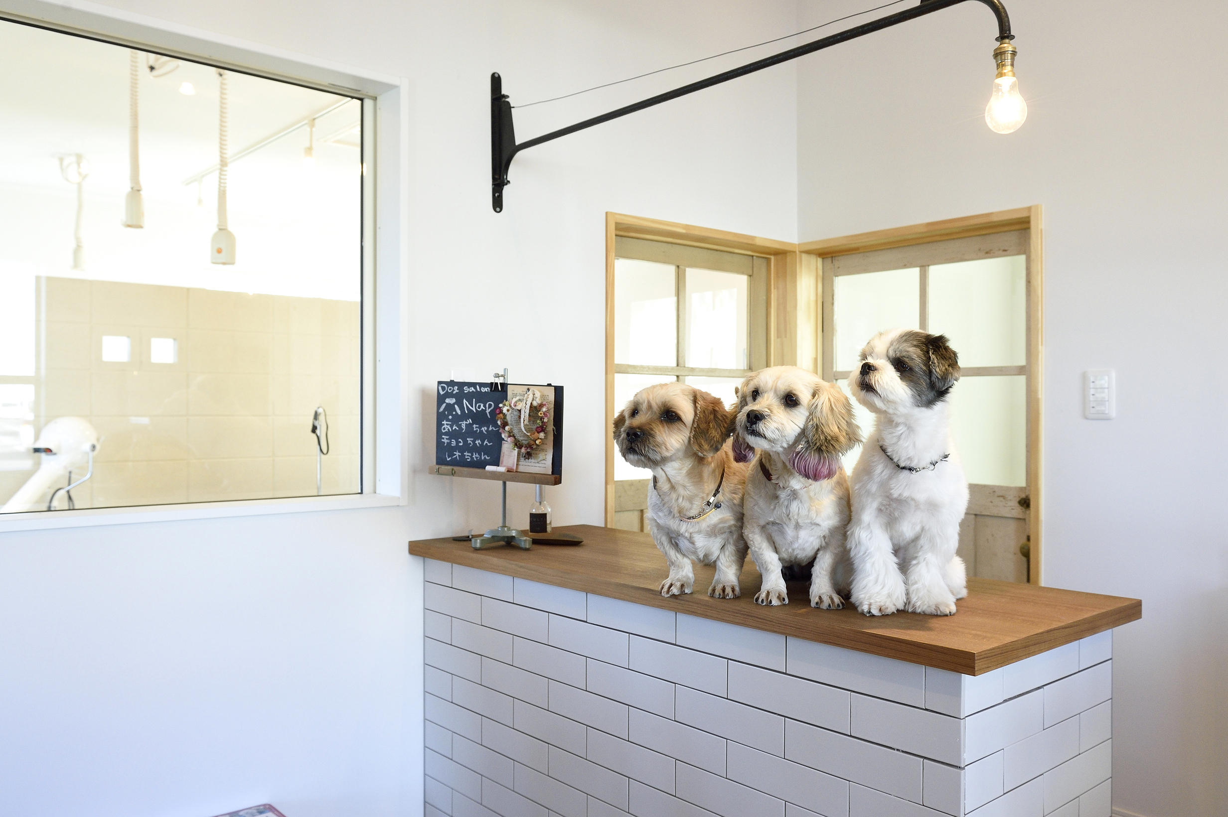 Dog salon Nap（ドッグサロンナップ） 7