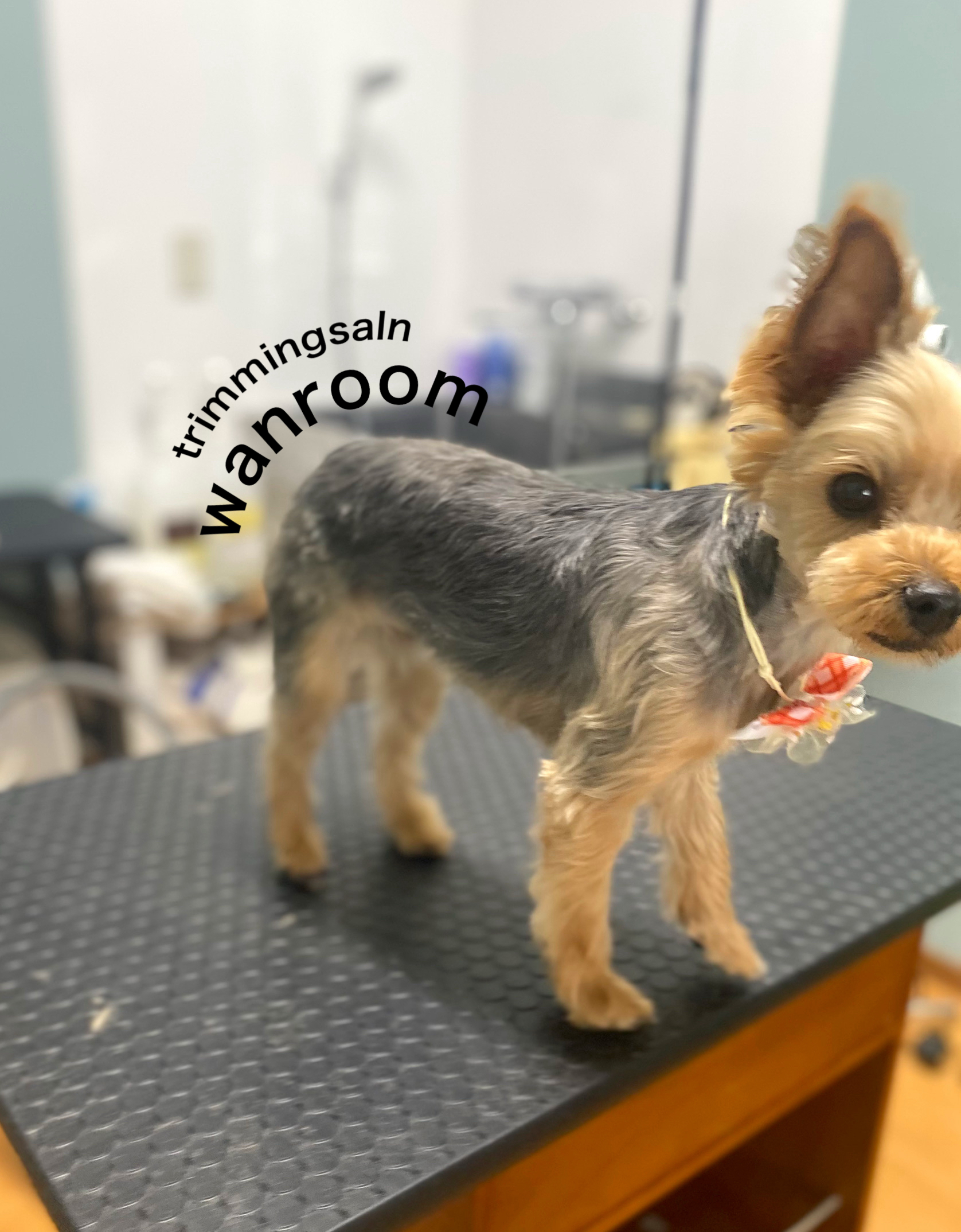 トリミングサロン トリミングサロン wanroomのトリミングカット-10386の1枚目