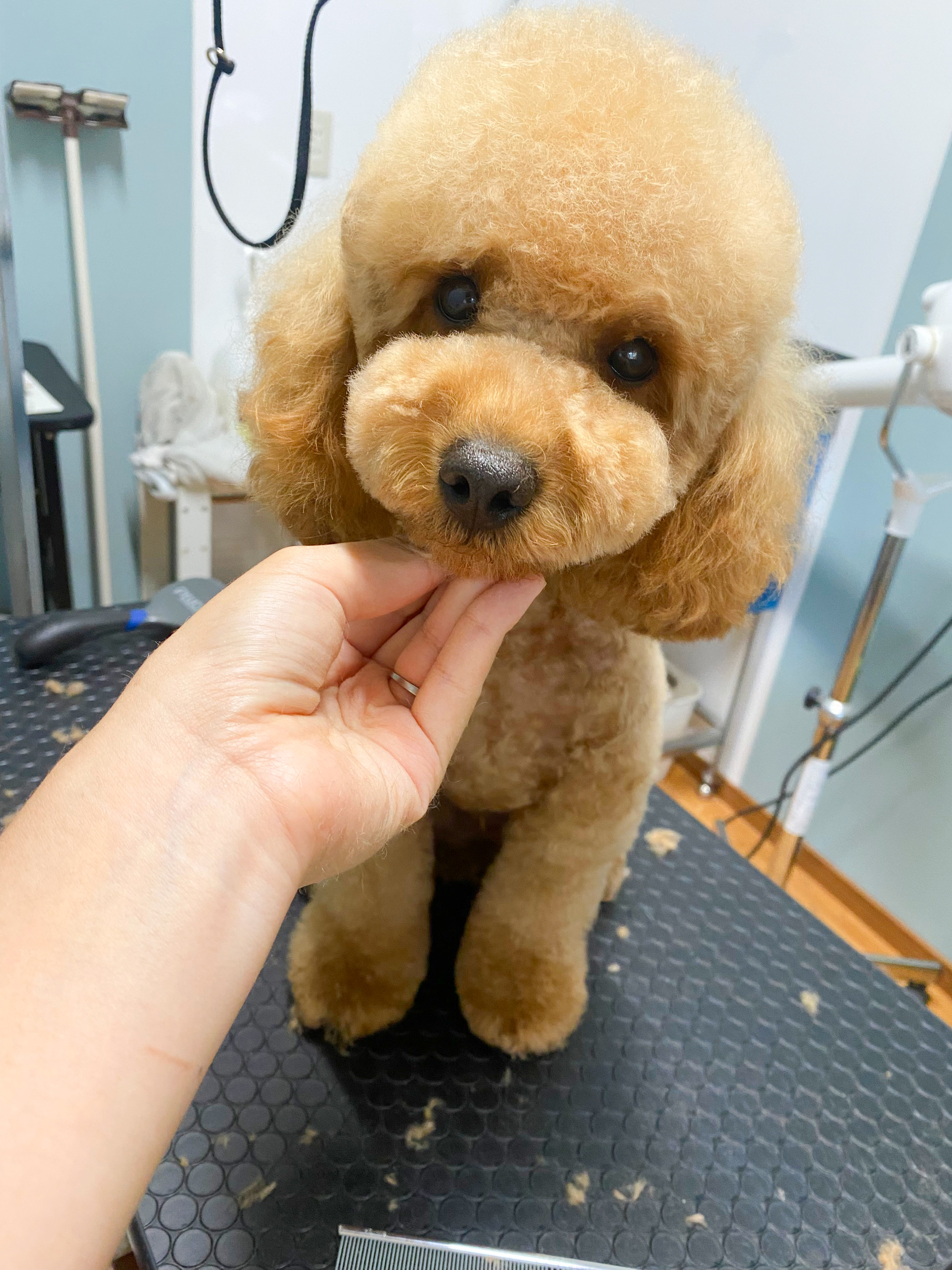 トリミングサロン トリミングサロン wanroomのトリミングカット-10385の1枚目