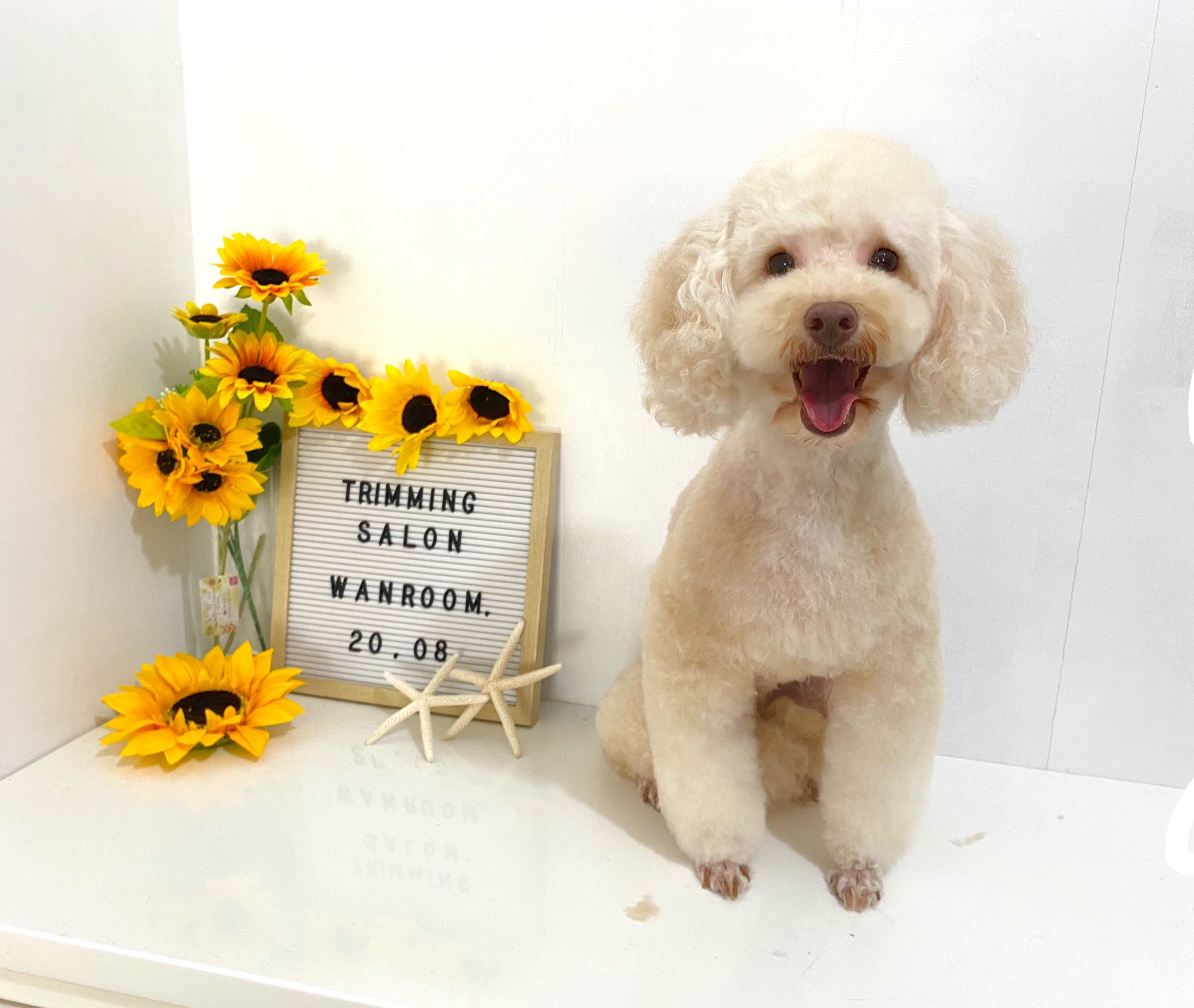 トリミングサロン トリミングサロン wanroomのトリミングカット-10387の1枚目