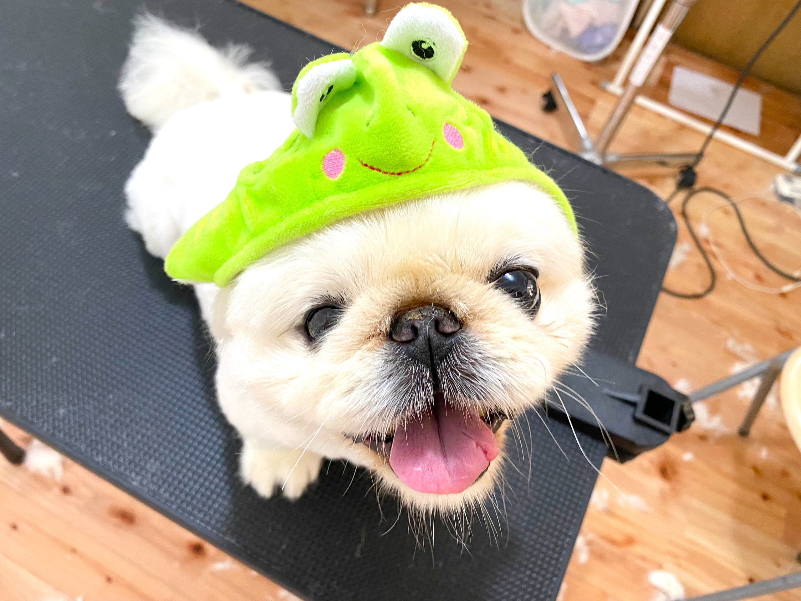 トリミングサロン トリミングサロン wanroomのトリミングカット-10388の1枚目