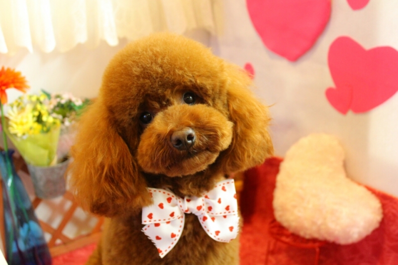 トリミングサロン DogSalon Carinaのトリミングカット-1598の1枚目