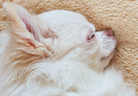 DOG SALON Cherir 5