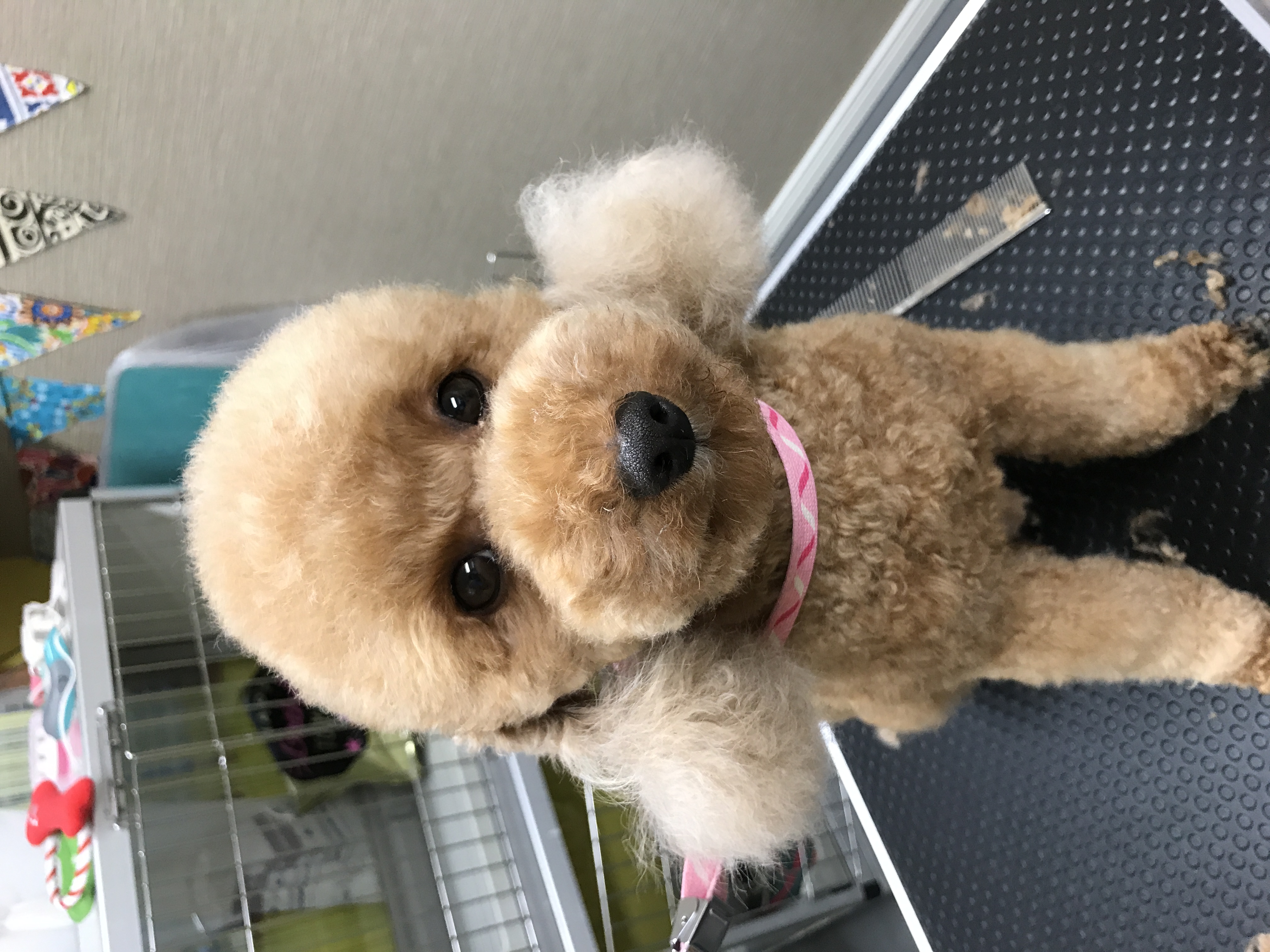 トリミングサロン dog salon colorのトリミングカット-1517の1枚目