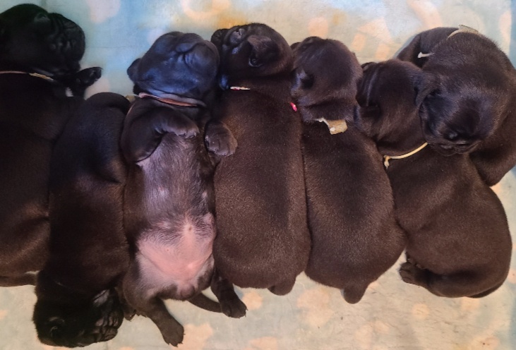 茨城県鉾田市のトリミングサロン Dog salon Mon chouchouの3枚目