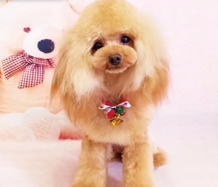 茨城県鉾田市のトリミングサロン Dog salon Mon chouchouのサムネイル1枚目