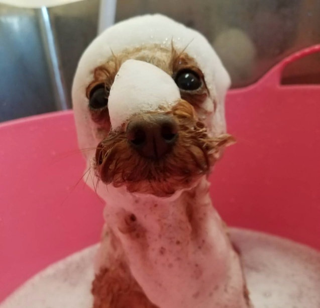 茨城県鉾田市のトリミングサロン Dog salon Mon chouchouのサムネイル2枚目