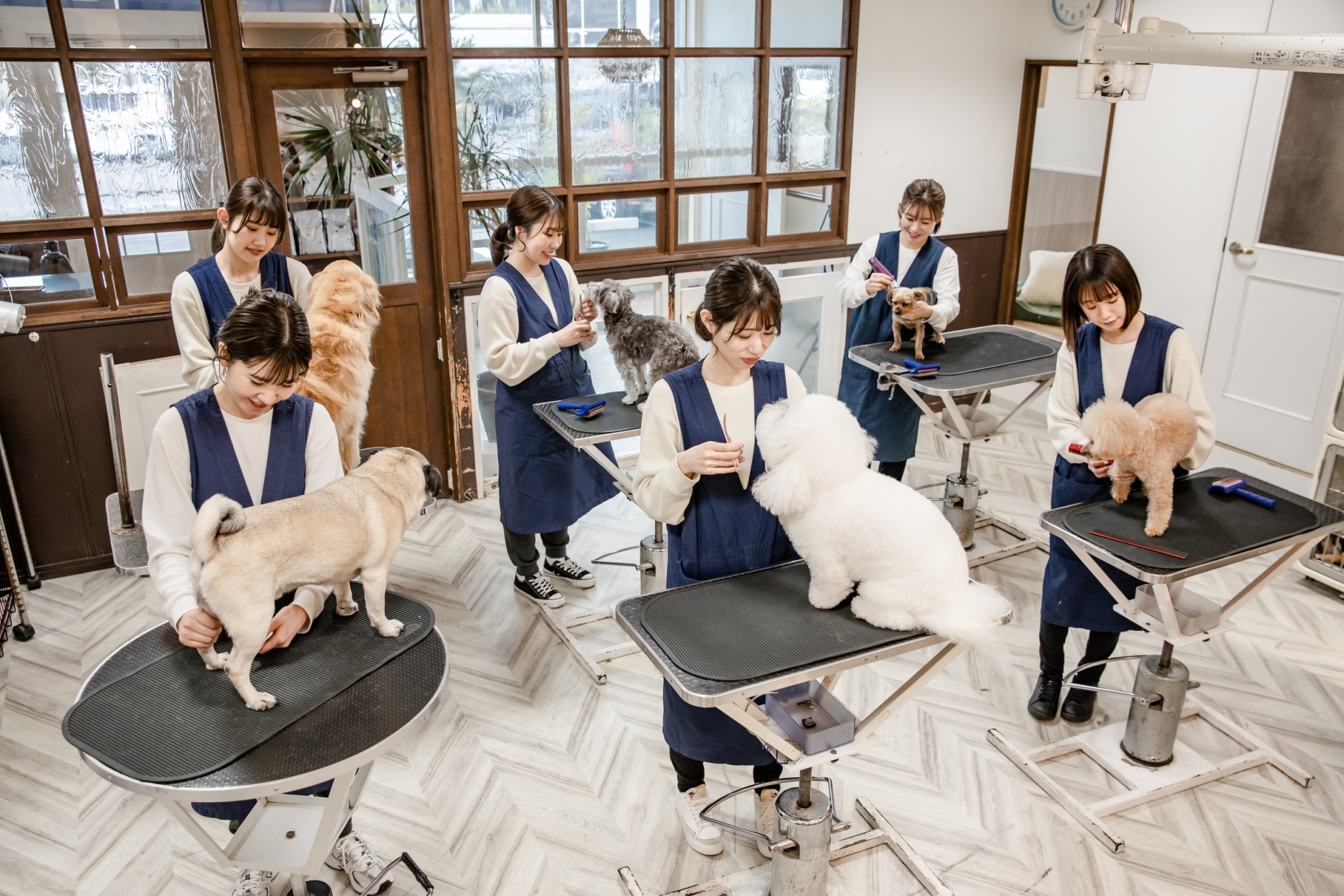 岡山県岡山市南区のトリミングサロン ペットサロン フェリーチェ 福浜店のサムネイル2枚目