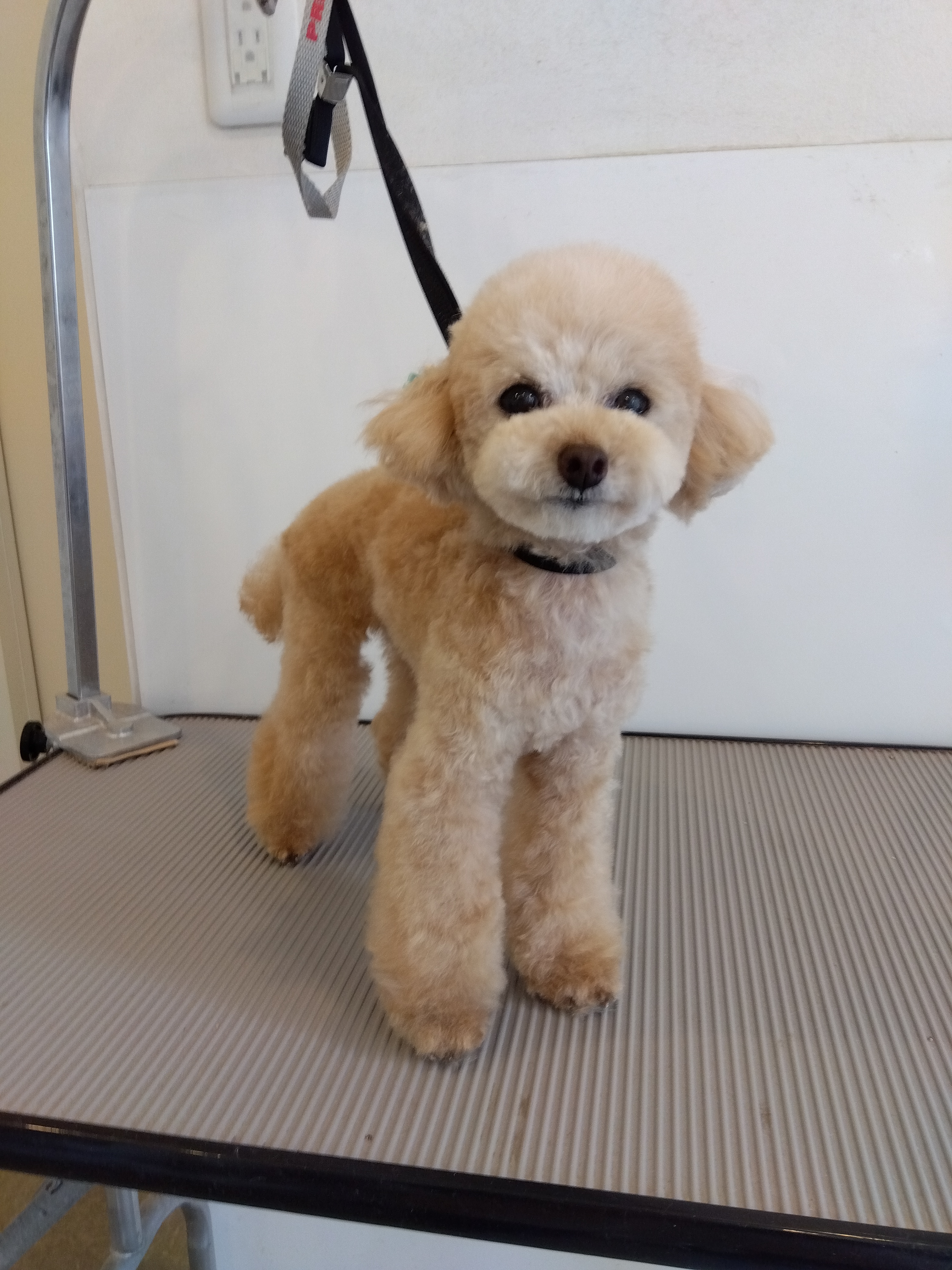 トイプードルのトリミングカット 'au'auの1枚目