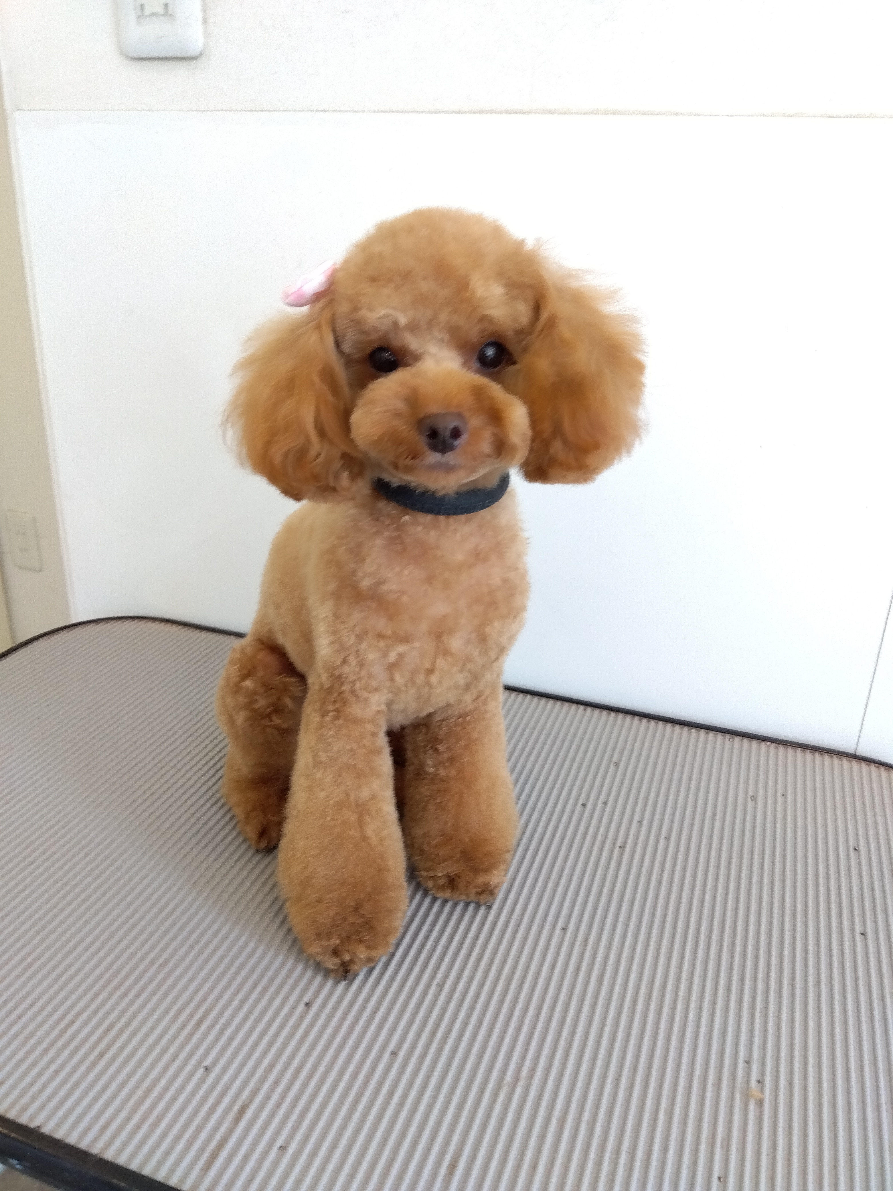 トイプードルのトリミングカット 'au'auの1枚目