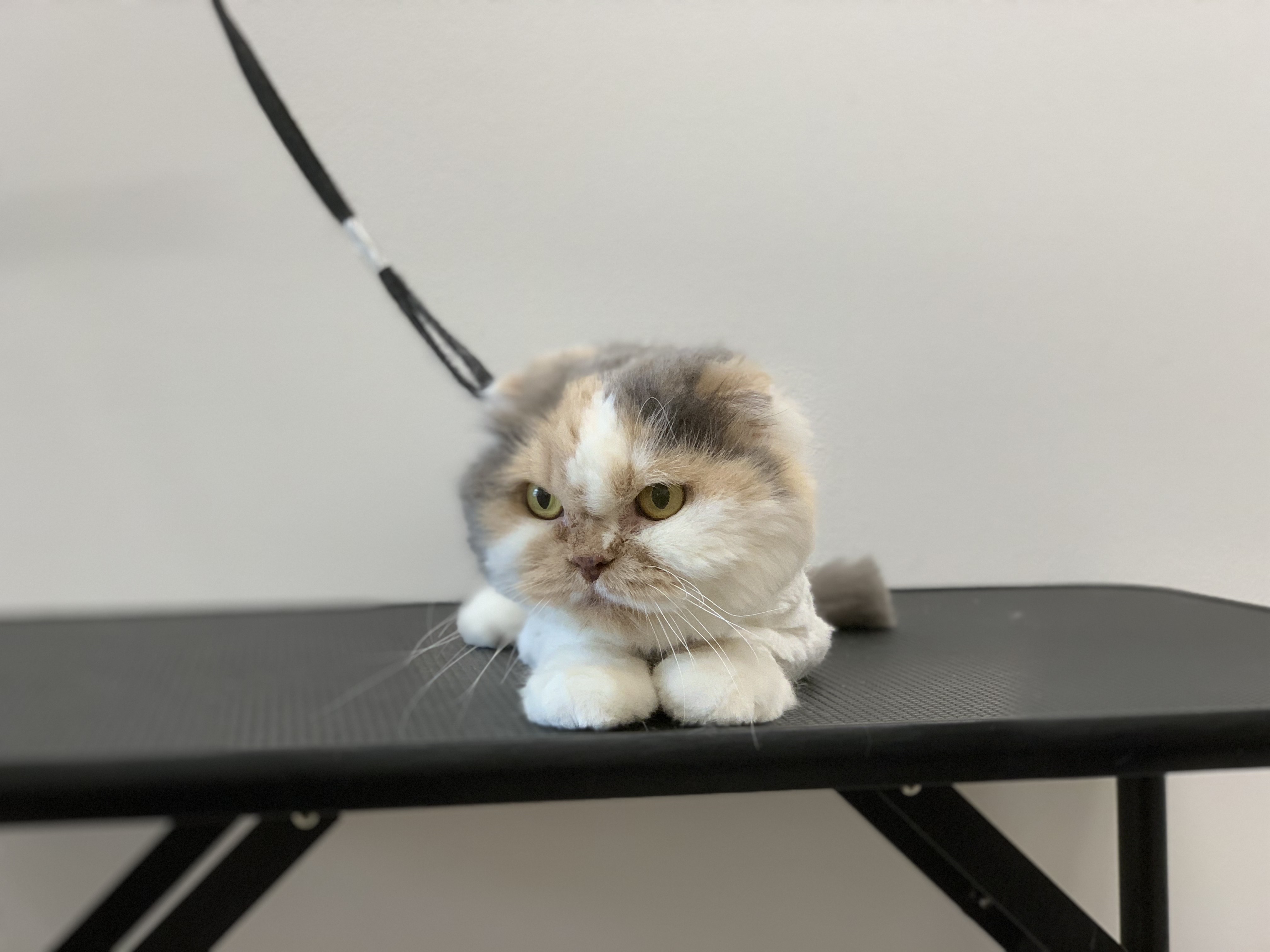 トリミングサロン Raffine D&C（ぞのペットクリニック）のトリミングカット-7889の1枚目