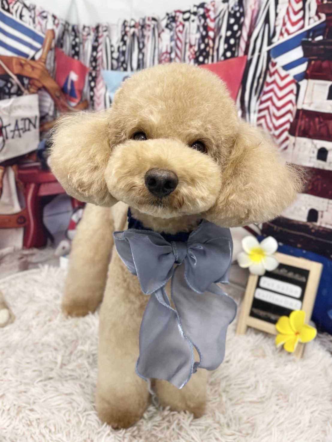 トリミングサロン Raffine D&C（ぞのペットクリニック）の口コミ-653の1枚目