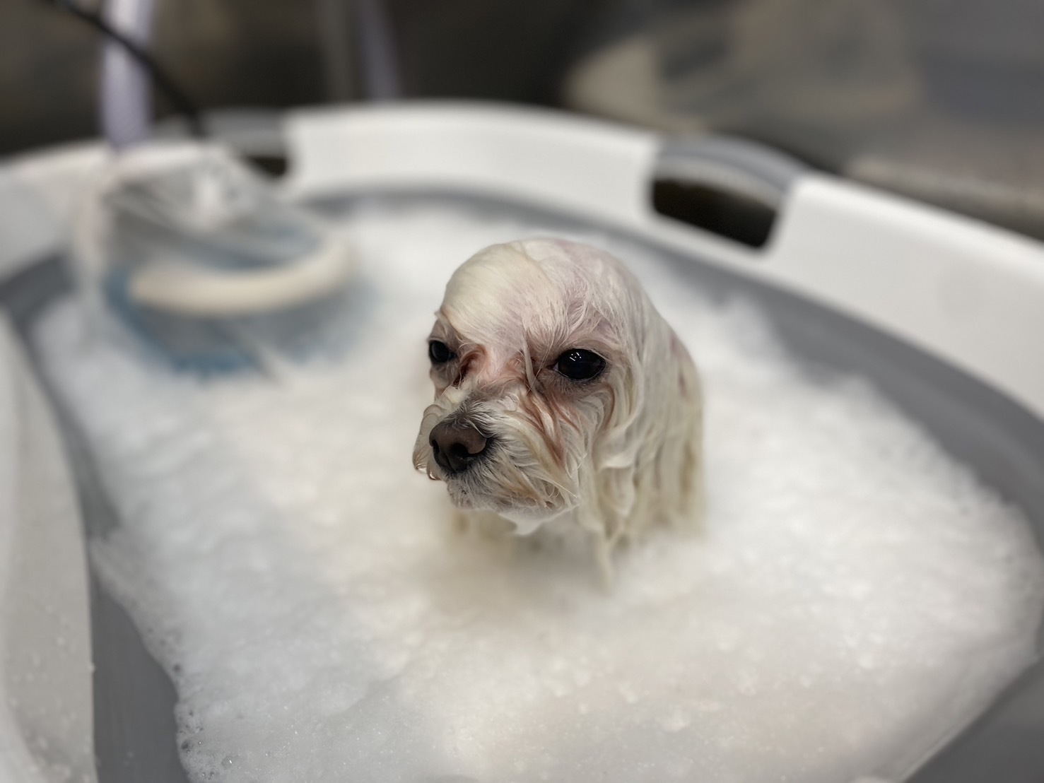 Dog Salon M’s-One 3