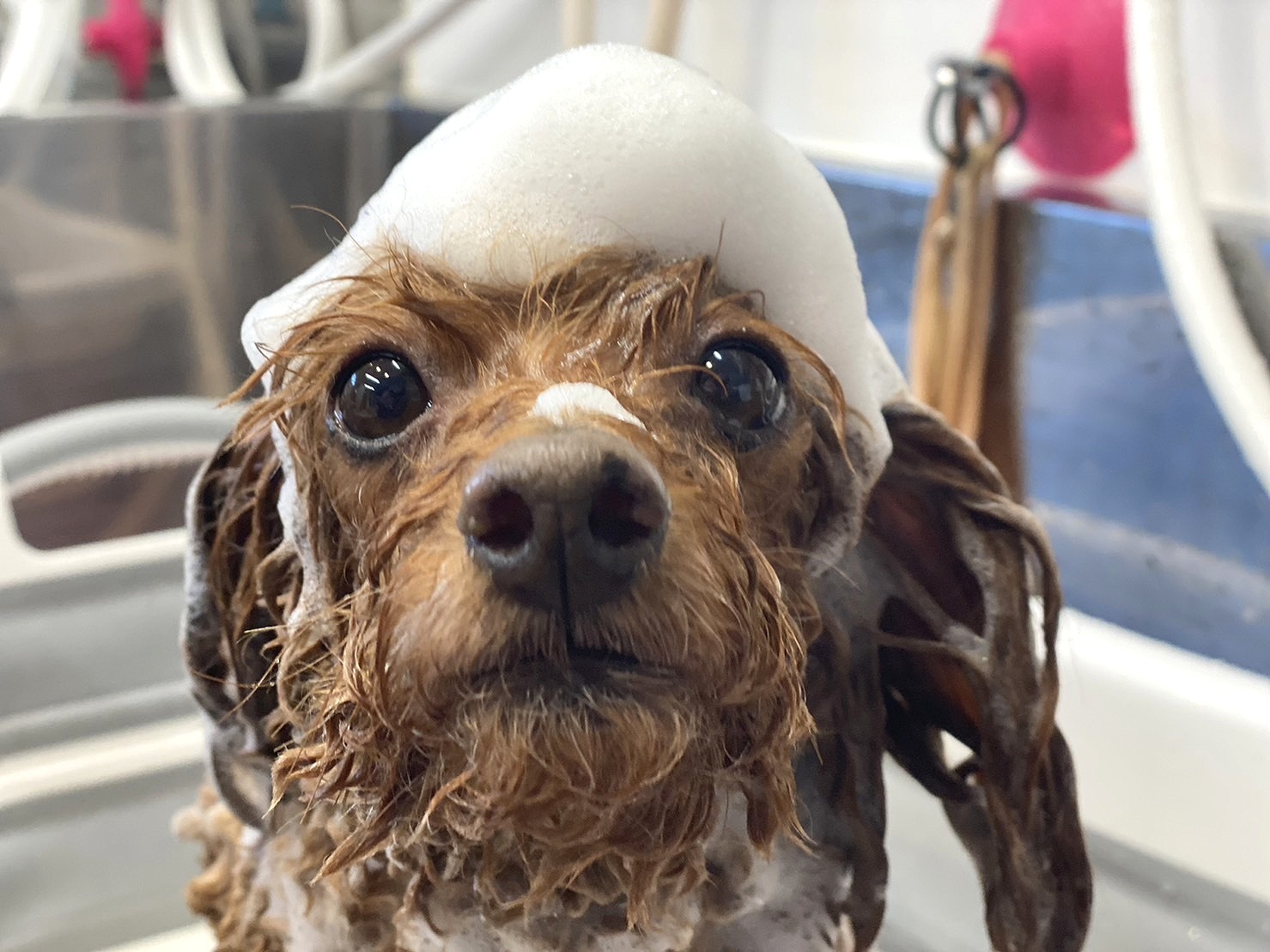 北海道札幌市中央区のトリミングサロン Dog Salon M’s-Oneのサムネイル2枚目