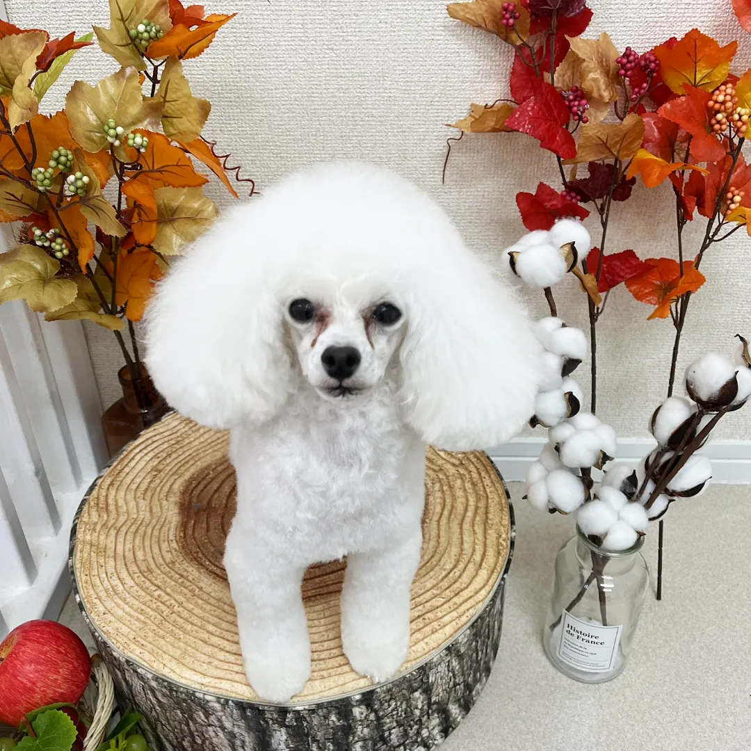 トリミングカット Dog salon +CUTEの3枚目