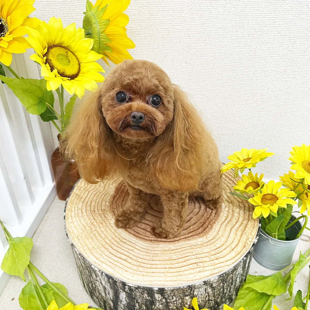 トリミングカット Dog salon +CUTEの4枚目