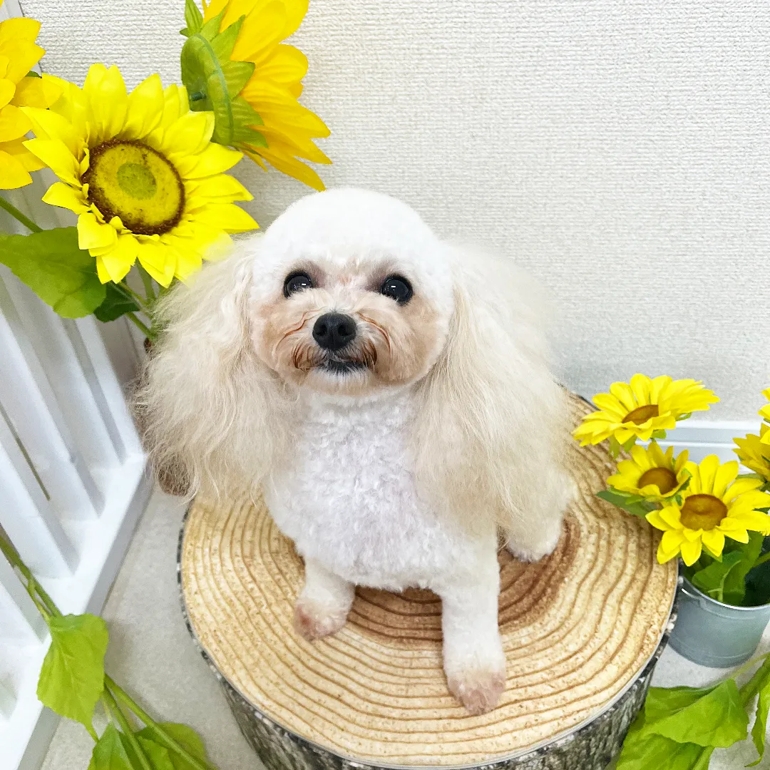 トリミングカット Dog salon +CUTEの5枚目