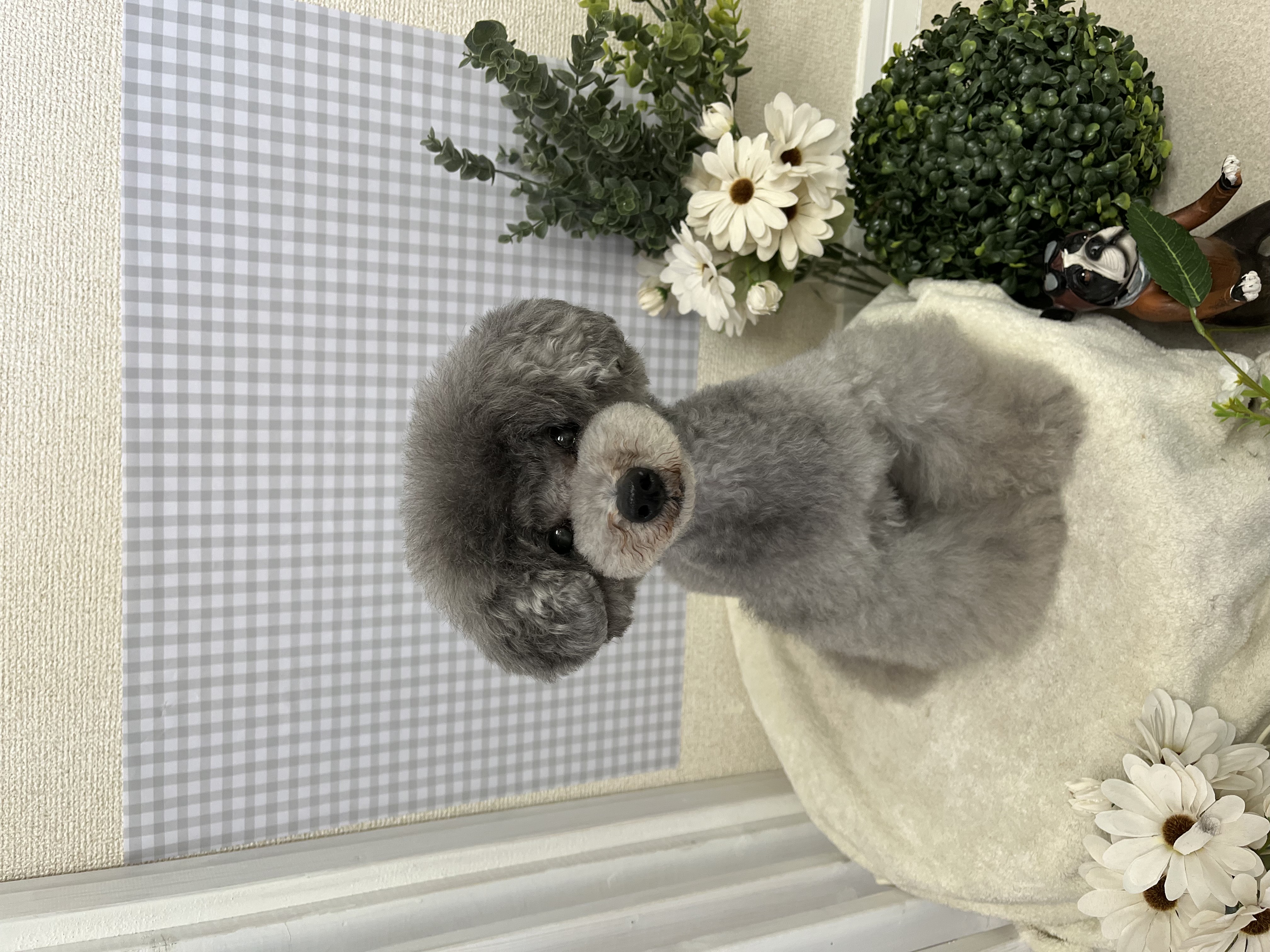トリミングカット Dog salon +CUTEの1枚目